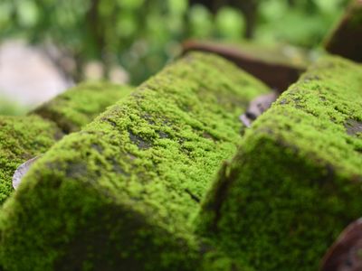 Close up of a green mossy stone in forest.