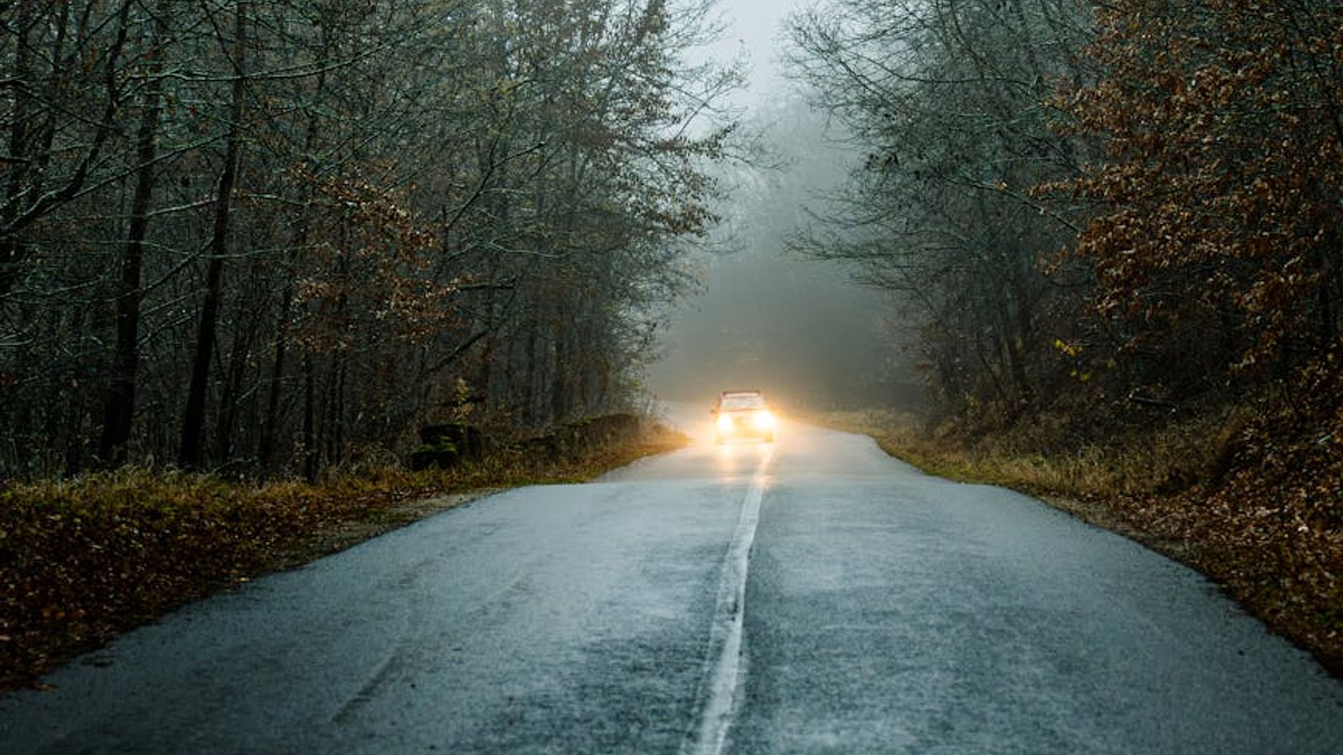 Panoramic view of a misty forest with soft green tones.